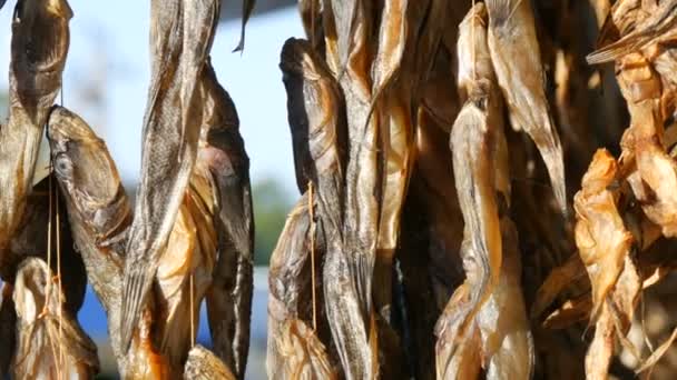 Сушеная рыба Gobiidae висит и сушится на веревке на прилавке уличного рынка крупным планом — стоковое видео