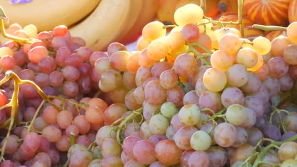 Close up view of ripe beautiful large fresh pink bunches of grapes on the counter of a street market or vegetables store in summer in beautiful sunlight — Stock Video