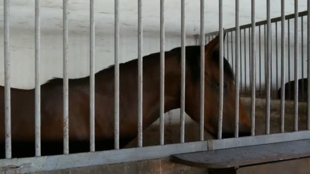 Un beau cheval mange dans une stalle derrière un barreau de fer — Video