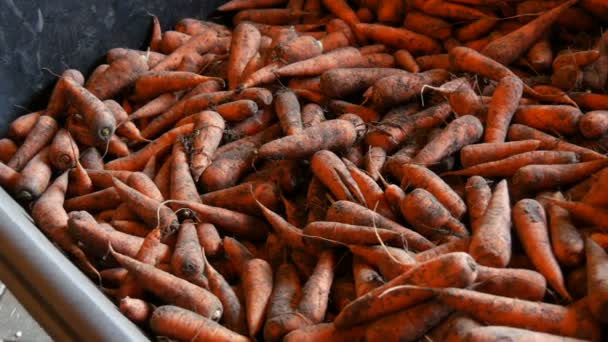 Un gran número de zanahorias en una carretilla para alimentar a los caballos. Zanahorias del jardín en el suelo — Vídeos de Stock