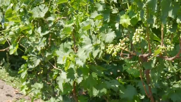 Szőlő fiatal zöld éretlen szőlő. Szőlőfolyosó. A szőlőültetvényen két szőlőbokor és fürtök nőnek. Szőlősorra néző fürtökkel — Stock videók