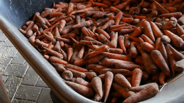 Un gran numero di carote in una carriola per nutrire i cavalli. Carote dal giardino nel terreno — Video Stock