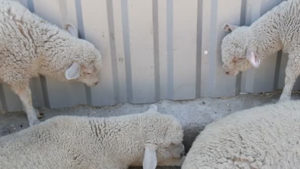 Cuatro corderos y ovejas jóvenes respiran con fuerza del calor debajo de una cerca de hierro en un día de verano en una granja de ovejas — Vídeos de Stock