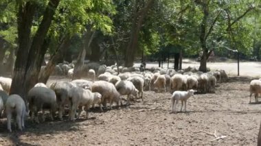 Büyük bir beyaz koyun sürüsü, kuzular, yetişkinler ve küçükler, özel bir çitli çayırda.