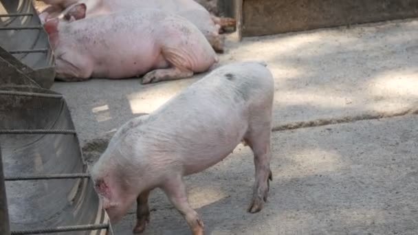 Porcos adolescentes adultos engraçados perto dos alimentadores em uma fazenda de suínos — Vídeo de Stock