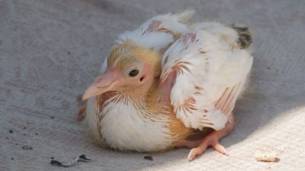 못생긴 작고 흰 새로 태어난 새끼 비둘기 — 비디오