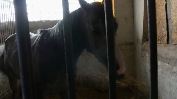 Groot knap paard eet in een stal achter een ijzeren tralies — Stockvideo