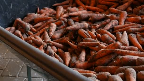 Un gran número de zanahorias en una carretilla para alimentar a los caballos. Zanahorias del jardín en el suelo — Vídeo de stock