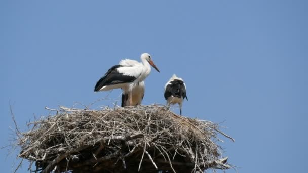 青い空に背の高い彼らの巣の中に座っている大人のコウノトリの家族のビューを閉じます — ストック動画