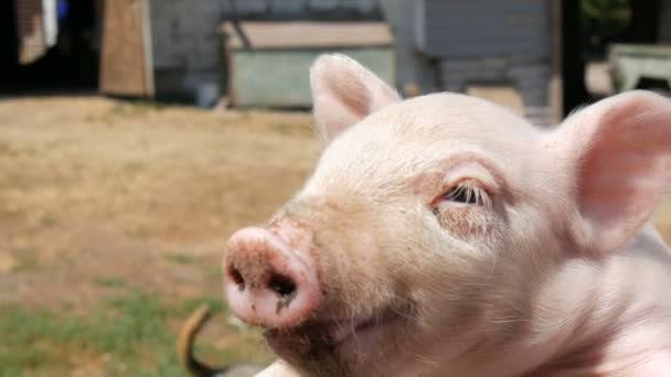 Manliga händer av en bonde hålla en liten nyfödd fem dagar gammal smågris på en grisfarm — Stockvideo