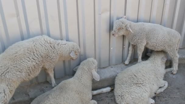 Чотири молоді ягнята і вівці важко дихають від спеки під залізним парканом в літній день на вівчарській фермі — стокове відео