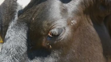 Siyah bir ineğin ağzı ve gözü. Yakından bak.