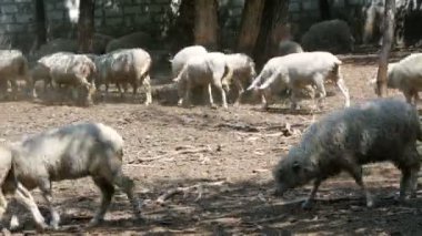 Büyük bir beyaz koyun sürüsü, kuzular, yetişkinler ve küçükler, özel bir çitli çayırda.