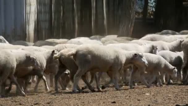 Un enorme gregge di pecore bianche, agnelli, adulti e piccoli, in uno speciale pascolo recintato — Video Stock