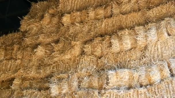 Huge sheaf of straw in a special hayloft on the farm — Stock Video