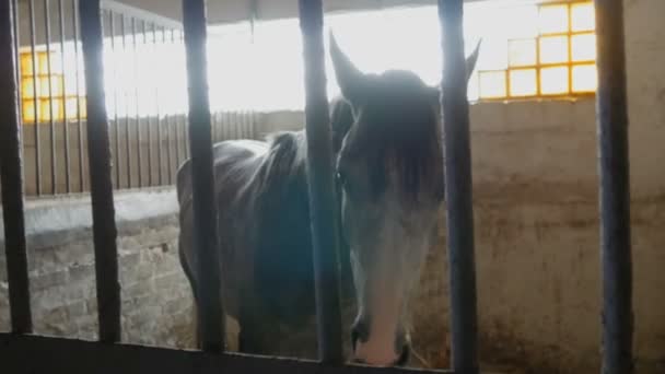 Big handsome horse eats in a stall behind an iron bars — Stock Video