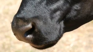 Çiğnenen siyah bir ineğin ağzı ve ağzı. Yakın görüş.