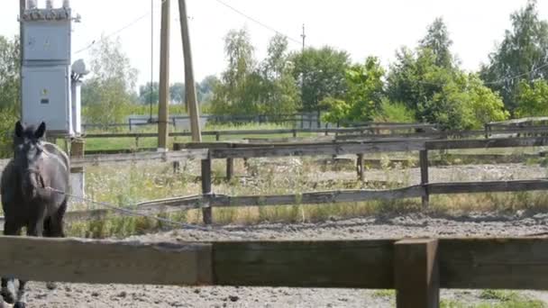 Grande cavalo preto bonito treina e corre em um círculo em uma fazenda de cavalos — Vídeo de Stock