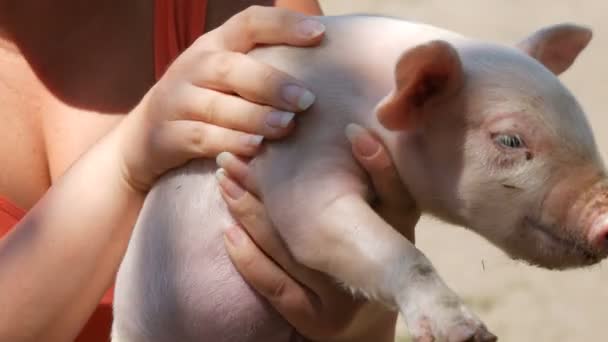 Des mains féminines tiennent un cochon de cinq jours nouveau-né, des adultes et un enfant le caressent doucement dans un zoo pour animaux de compagnie dans une ferme porcine — Video