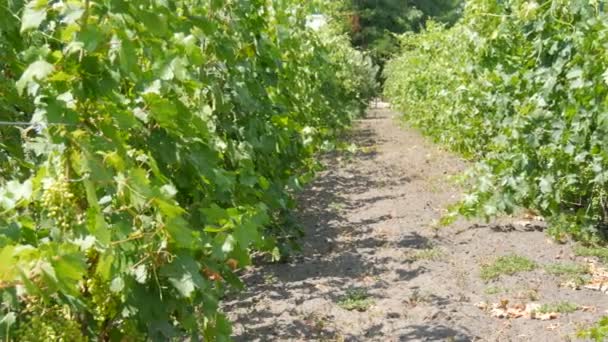 Weinberg mit jungen grünen, unreifen Trauben. Traubenkorridor. Zwei Reihen Traubensträucher mit Trauben wachsen auf dem Weingut. Blick auf Traubenreihen mit Trauben — Stockvideo