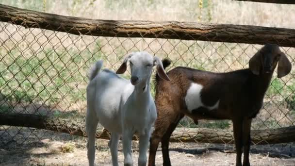 Manada de divertidas cabras negras y blancas sin cuernos en la granja — Vídeos de Stock