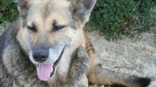 Mooie zwerfhond als een herdershond op het platteland op een zomerse dag — Stockvideo