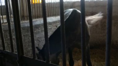 Büyük yakışıklı at demir parmaklıkların arkasındaki ahırda yemek yiyor.