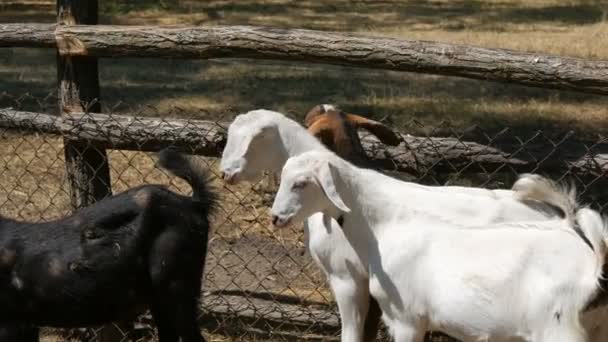 Manada de divertidas cabras negras y blancas sin cuernos en la granja — Vídeos de Stock