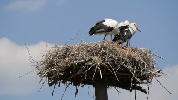 Close up view of a family of adult storks sitting in their nest at a height against the blue sky — Stock Video