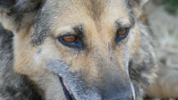 Hermoso perro callejero como un perro pastor, hocico y ojos de cerca vista — Vídeo de stock