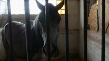 Büyük yakışıklı at demir parmaklıkların arkasındaki ahırda yemek yiyor.