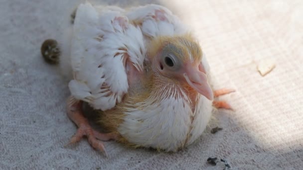 Malý bílý novorozenec kuřátko ošklivý holub — Stock video