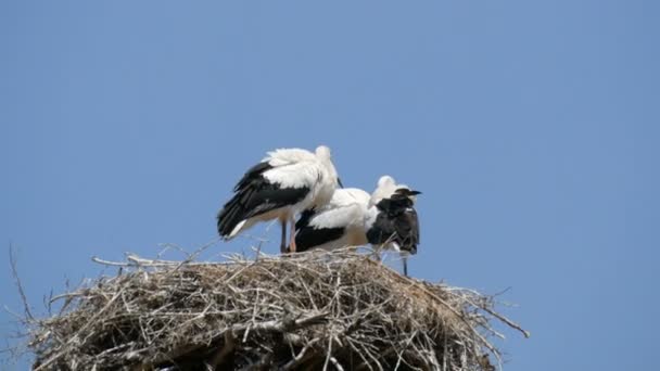 Close up zicht op een familie van volwassen ooievaars zittend in hun nest op een hoogte tegen de blauwe lucht — Stockvideo