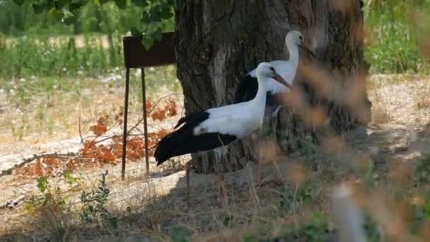 Two adult beautiful storks are walking in the steppe grass on a summer day — Stock Video