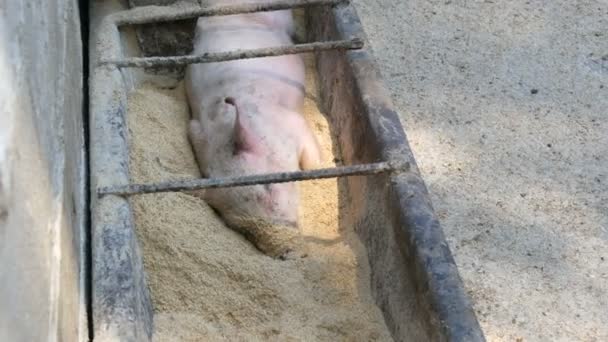Divertido lechón durmiendo en un comedero con grano y alimentándose en una granja de cerdos — Vídeos de Stock