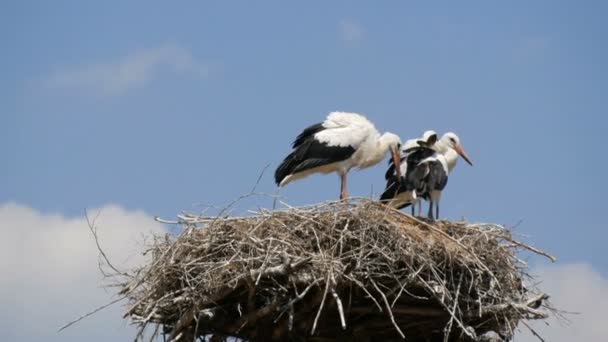 Close up view of a family of adult storks sitting in their nest at a height against the blue sky — Stock Video