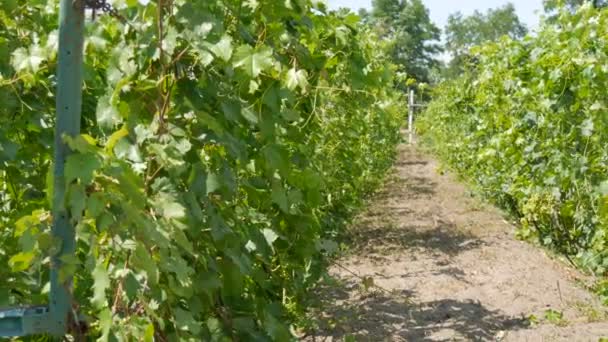 Weinberg mit jungen grünen, unreifen Trauben. Traubenkorridor. Zwei Reihen Traubensträucher mit Trauben wachsen auf dem Weingut. Blick auf Traubenreihen mit Trauben — Stockvideo