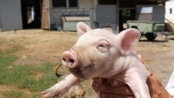 Manliga händer av en bonde hålla en liten nyfödd fem dagar gammal smågris på en grisfarm — Stockvideo