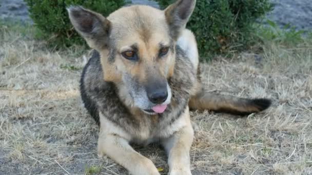 Beautiful stray dog like a shepherd dog in the countryside on a summer day — Stock Video