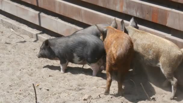 Plusieurs sangliers adolescents bruns et poilus sauvages dans une ferme porcine — Video