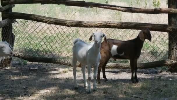 Mandria di divertenti capre senza corna in bianco e nero in azienda — Video Stock
