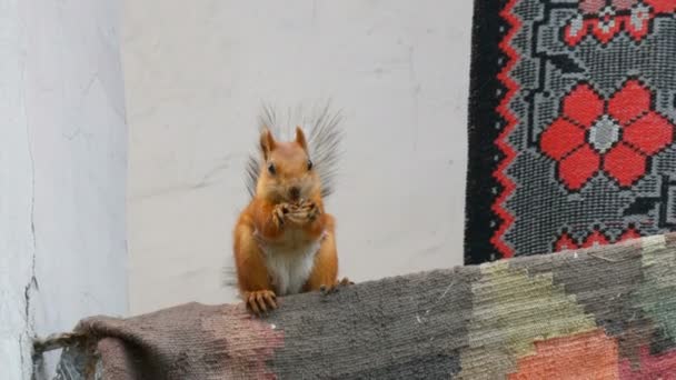 Grappige vrolijke rode eekhoorn met twee poten houdt een walnoot en eet op het balkon — Stockvideo