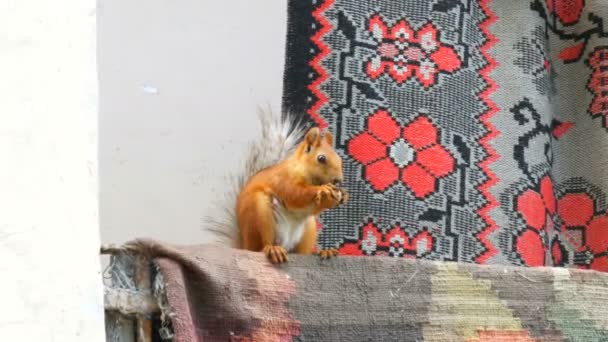 Funny cheerful red squirrel with two paws holds a walnut and eats on the balcony — Stock Video