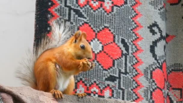 Grappige vrolijke rode eekhoorn met twee poten houdt een walnoot en eet op het balkon — Stockvideo