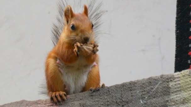 Funny cheerful red squirrel with two paws holds a walnut and eats on the balcony — Stock Video