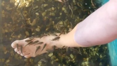 Garra Rufa balık ayağı bakımı, doğal kabuk soyma ve masaj. Bu süreçte, yenilenmeyi teşvik eden ve deri esnekliğini artıran özel enzimler salgılarlar. Balıklar sadece zarar görmüş deri bölgelerini seçer..