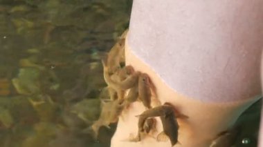 Cilt, balıkların soyulduğu yeri yakından görüyor. Garra rufa balıklarından balık pedikürü. Ayak bakımı, doğal kabuk soyma ve masaj. Cilt bakım ayini