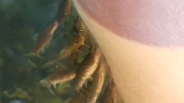 Δέρμα από κοντινή θέα, όπου ξεφλούδισμα με ψάρια. Πεντικιούρ ψαριού από Garra rufa ψάρια. Φροντίδα ποδιών με φυσικό ξεφλούδισμα και μασάζ. φροντίδα του δέρματος spa τελετουργικό — Αρχείο Βίντεο