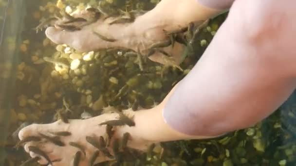 Garra Rufa pielęgnacji stóp ryb z naturalnych peelingu i masażu. W procesie wydzielają one specjalne enzymy, które promują regenerację i poprawiają elastyczność skóry. Ryby wybierają tylko uszkodzone obszary skóry. — Wideo stockowe