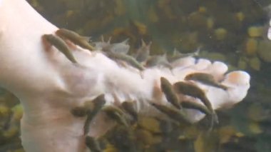 Sol kadın ayağının balıkla soyulduğu yerdeki suya yakın görüntü. Garra rufa balıklarından balık pedikürü. Ayak bakımı, doğal kabuk soyma ve masaj. Cilt bakım ayini